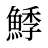 鯚